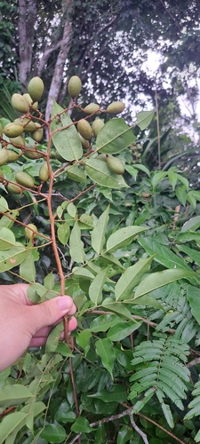 Dialium guianense, photograph 2