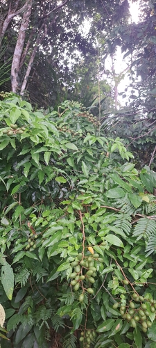 Dialium guianense, photograph 3