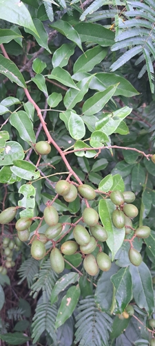 Dialium guianense, photograph 4