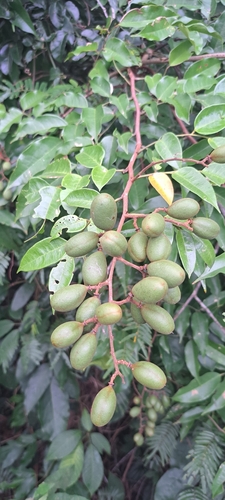 Dialium guianense, photograph 5
