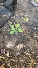 Arabidopsis thaliana