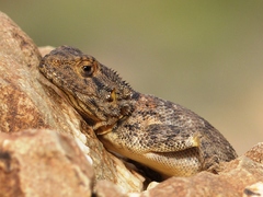 Agama bibronii