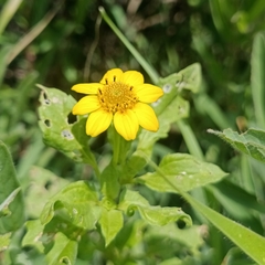 Heliopsis annua