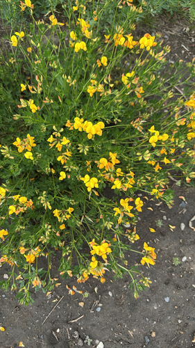 bird's-foot trefoil