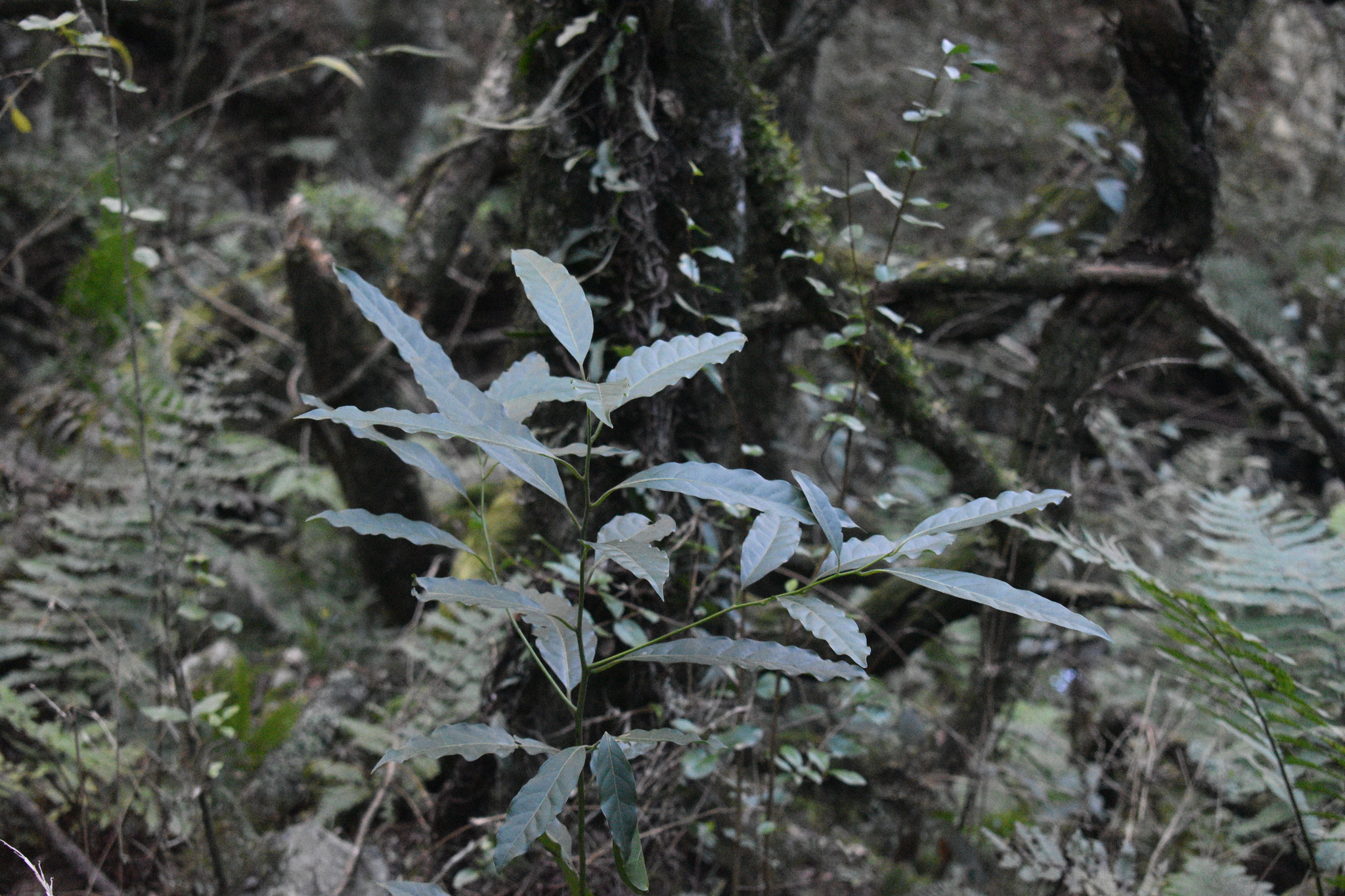 Imagem de Canela-guaicá