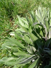 Centaurea montana