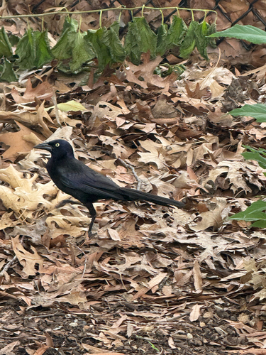 Common Grackle