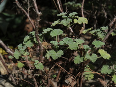 Pelargonium fragrans