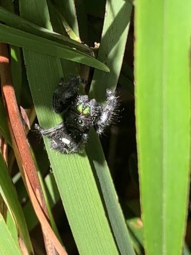Bold Jumping Spider