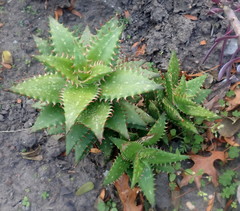 Aloe