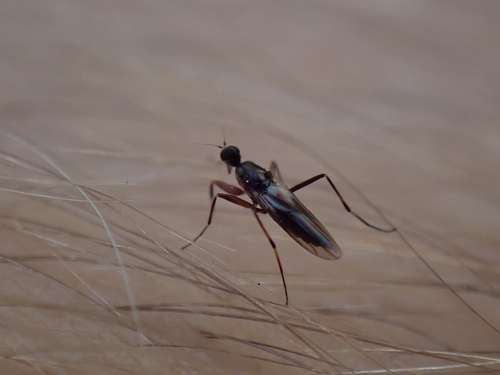 iNaturalist observation photo of Tachypeza