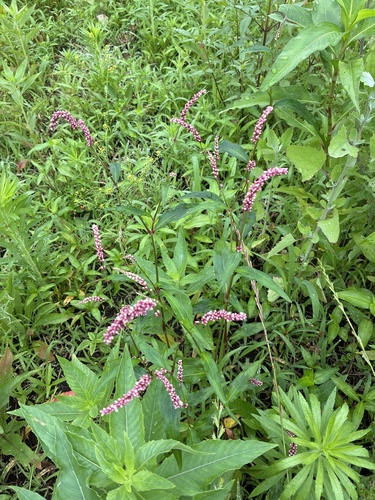 low smartweed