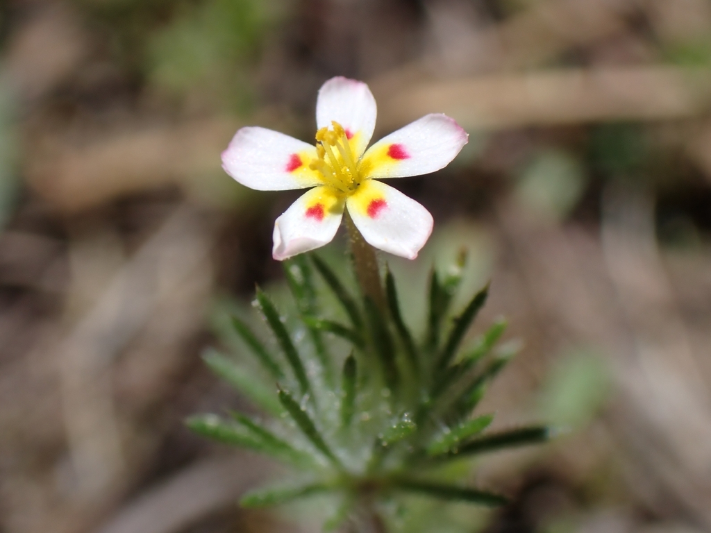 Leptosiphon ciliatus; photograph author not stated, no rights reserved