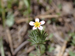 author not stated, no rights reserved Leptosiphon ciliatus, photograph author not stated, no rights reserved