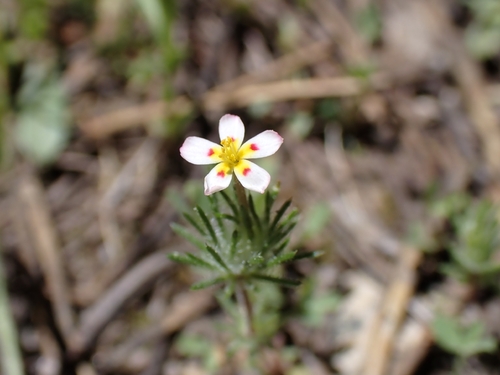 Leptosiphon ciliatus, photograph 3