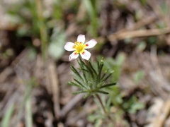 author not stated, no rights reserved Leptosiphon ciliatus, photograph author not stated, no rights reserved