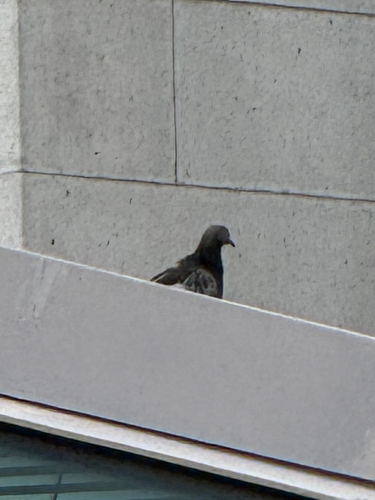 Feral Pigeon