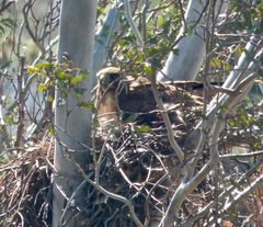 Buteo jamaicensis