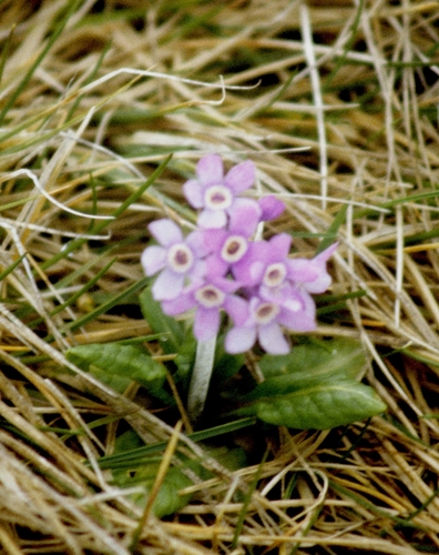 Primula tschuktschorum, photograph 2