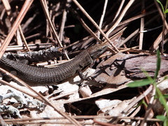 Algyroides fitzingeri