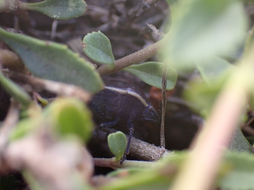 iNaturalist observation photo of Chlorochroa