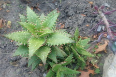 Aloe