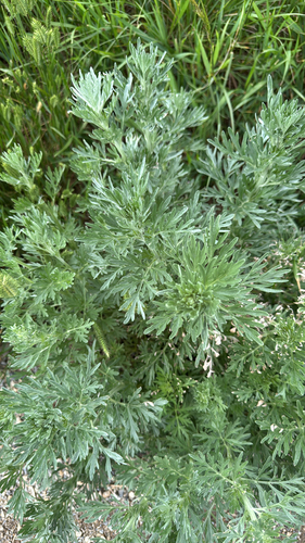 absinthe wormwood