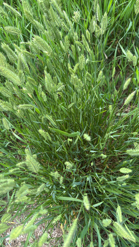 Crested Wheatgrass