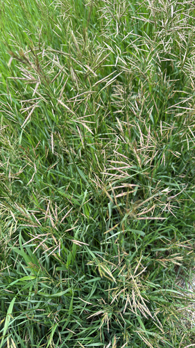 Smooth Brome