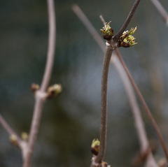 Sambucus kamtschatica