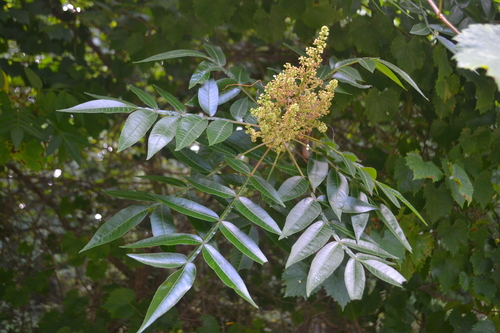 shining sumac