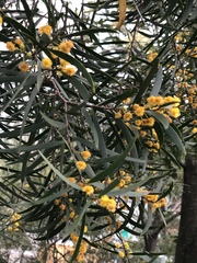 Acacia confusa