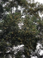 Acacia confusa