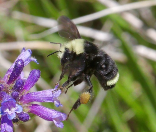 iNaturalist observation photo of Yellow-faced Bumble Bee
