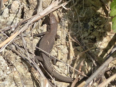 Algyroides moreoticus