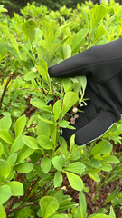 Vaccinium deliciosum, photograph author not stated, no rights reserved