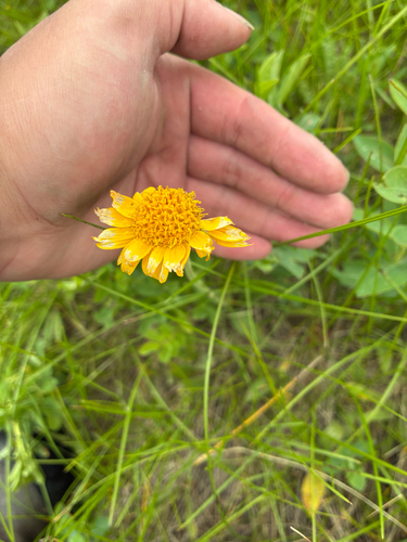 Arnica fulgens observed 2026-06-27