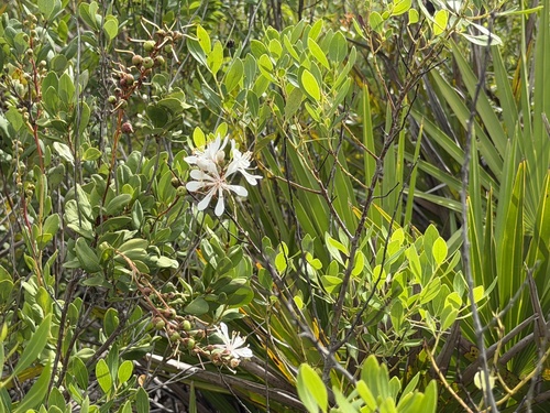 Tarflower