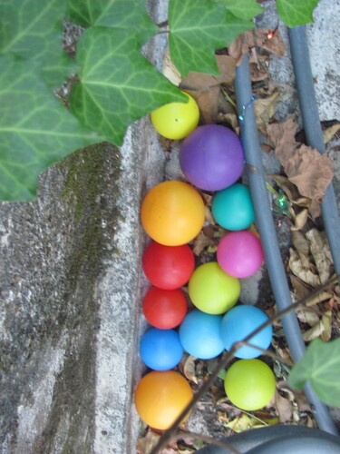 Hedera iberica, photograph 1