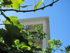 Iberian Ivy (Hedera iberica)