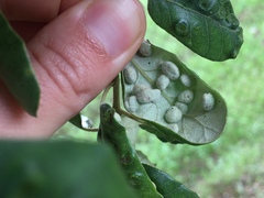 Dryomyia lichtensteinii