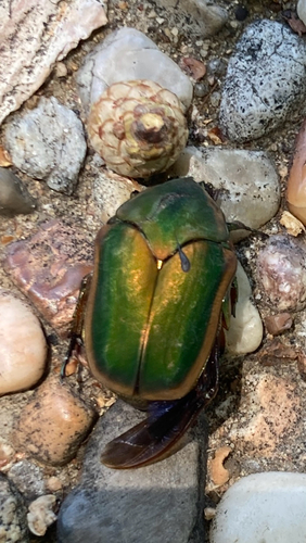 Common Green June Beetle
