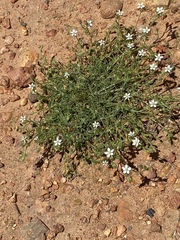 Spergularia bocconei