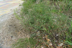 Chenopodium acuminatum virgatum