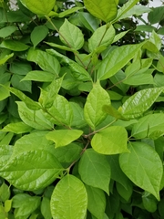 Calycanthus