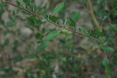 Chenopodium acuminatum virgatum