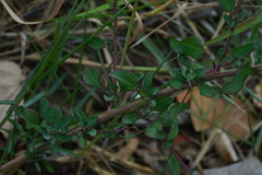 Chenopodium acuminatum virgatum