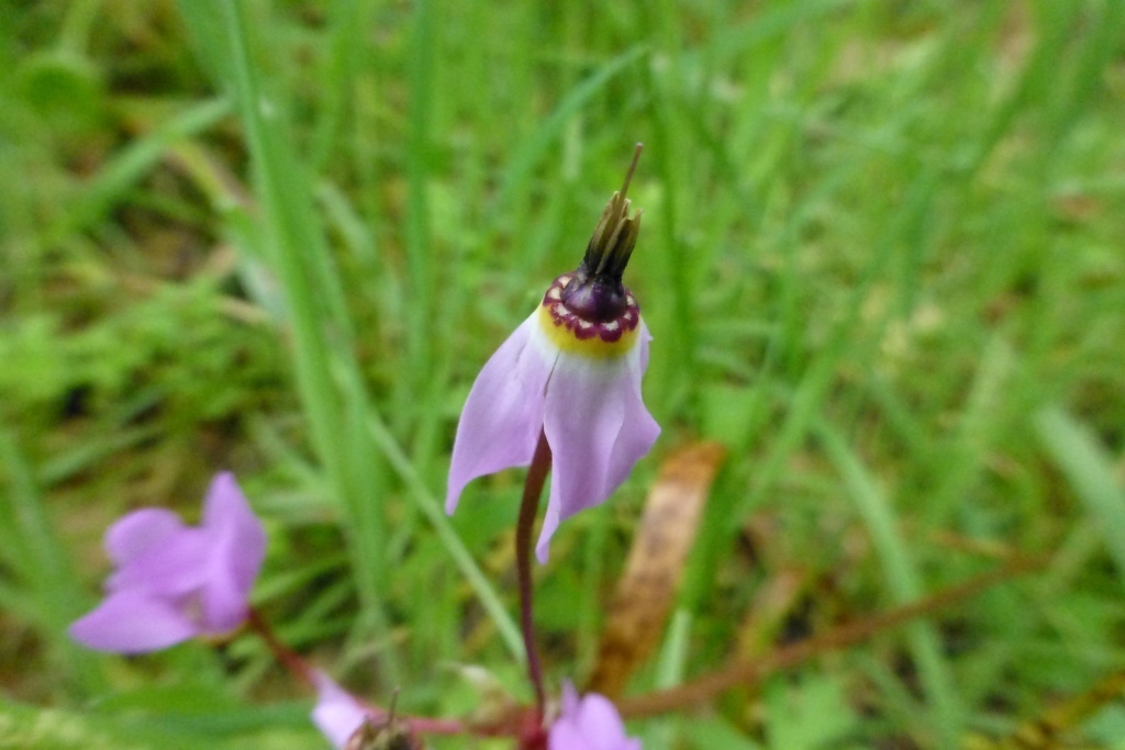 Henderson’s shooting star from Napa County, CA, USA on March 26, 2017