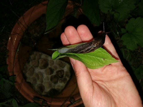 Leopard Slug
