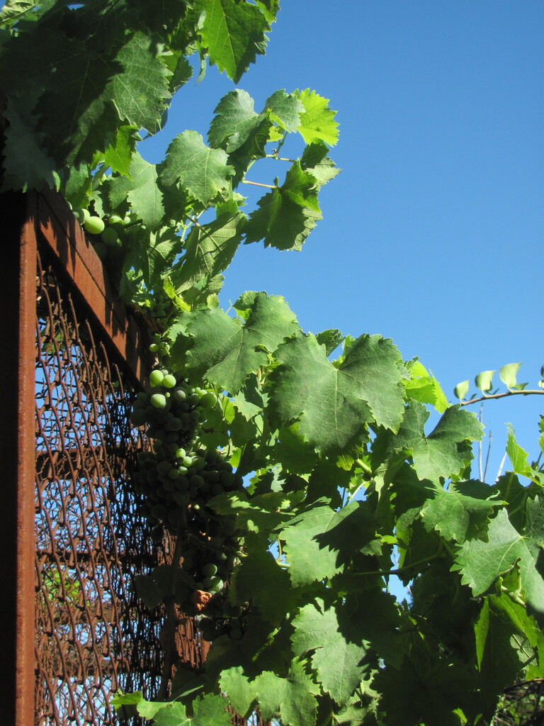 Vitis vinifera, Coimbra, pr. Penedo da Saudade, Portugal